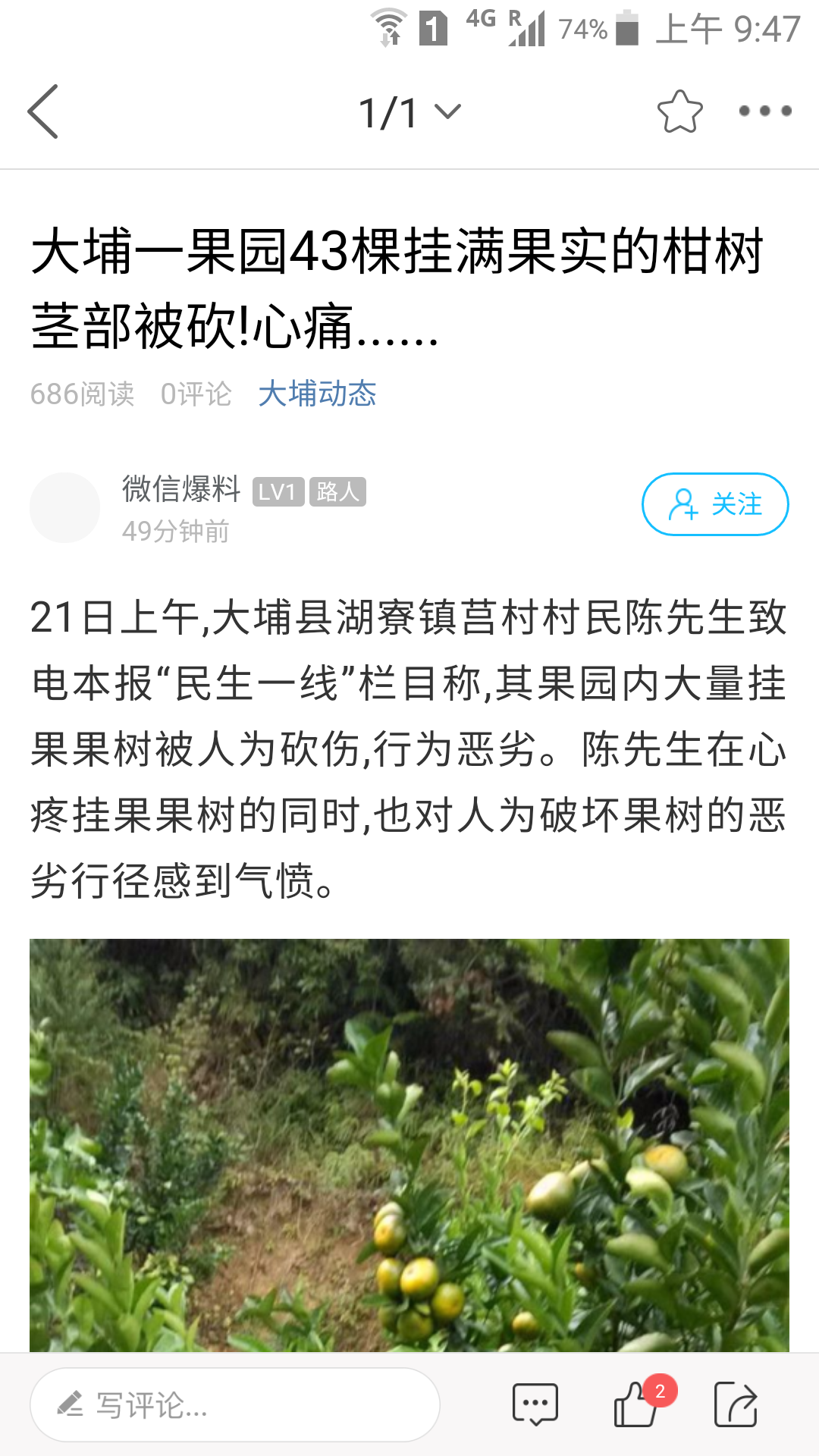 大埔网安卓版