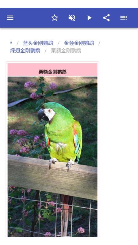 鹦鹉